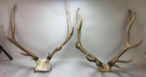 Pair of Elk Skull Mounts