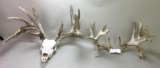 Two Sets of Nontypical Whitetail Antlers