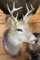 Whitetail Deer Shoulder Mount