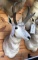 Pronghorn Antelope Shoulder Mount