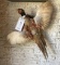 Ring-neck Pheasant Full Body Mount