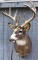 Whitetail Deer Shoulder Mount