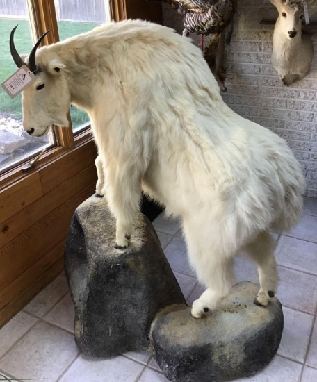 Mountain Goat Full Body Mount