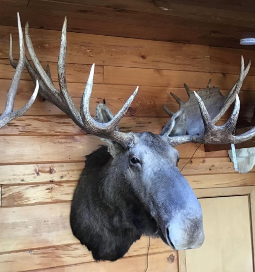 Moose Shoulder Mount