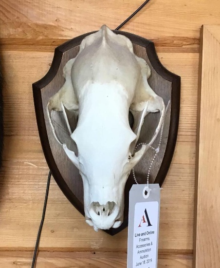 Bear Skull Mount