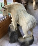 Mountain Goat Full Body Mount