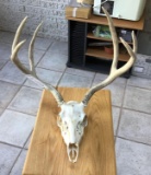 Whitetail Deer European Mount