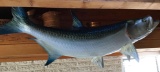 Tarpan Fish Mount