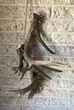 Whitetail Deer Antlers