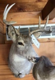 Whitetail Deer Shoulder Mount