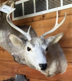 Whitetail Deer Shoulder Mount