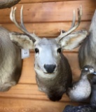 Whitetail Deer Shoulder Mount