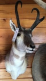 Pronghorn Antelope Shoulder Mount