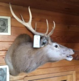 Bull Elk Shoulder Mount