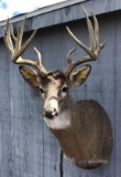 Whitetail Deer