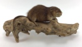 Muskrat Full Body Mount