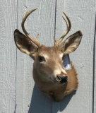 Whitetail Deer Shoulder Mount