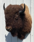 Bison Shoulder Mount