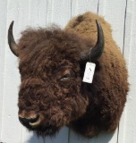 Bison Shoulder Mount