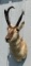 Pronghorn Antelope Shoulder Mount