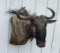 Blue Wildebeest Shoulder Mount