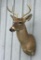 Whitetail Buck Shoulder Mount