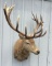 Red Stag Shoulder Mount