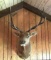 Bull Elk Shoulder Mount