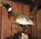 Ring-Neck Pheasant Full Body Mount