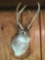 Jackalope Shoulder Mount