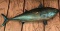 Cobia Fish Mount