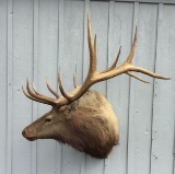 Bull Elk Shoulder Mount