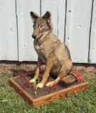 Coyote Full Body Mount