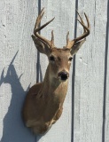 Whitetail Buck Shoulder Mount