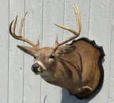 Whitetail Buck Shoulder Mount