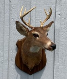 Whitetail Buck Shoulder Mount