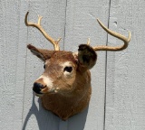 Whitetail Buck Shoulder Mount