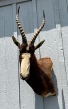 Bontebok Antelope Shoulder Mount
