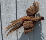 Upland Pheasant Full Body Mount