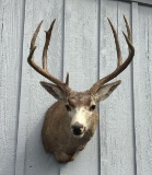 Mule Deer Buck Shoulder Mount