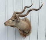 Greater Kudu Shoulder Mount