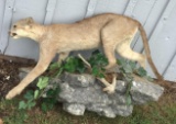 Puma Full Body Mount