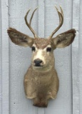 Mule Deer Buck Shoulder Mount