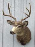 Mule Deer Buck Shoulder Mount