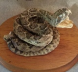 Rattlesnake Full Body Mount