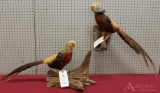 2 Mounted Golden Pheasants (Roosters).