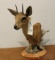 African Steenbok Table Top Shoulder Mount.