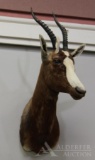 African Blesbok Shoulder Mount.