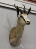 African Springbok Shoulder Mount.