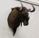 African Black Wildebeest (GNU) Shoulder Mount.